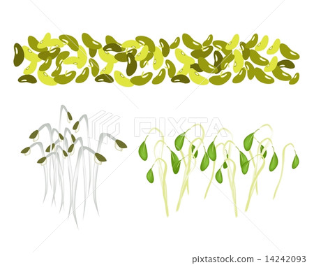 Set of Mung Beans and Sprouts on White Background Set of Mung Beans and Sprouts on White Background 14242093