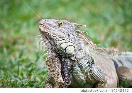 Big Iguana Big Iguana 14242322