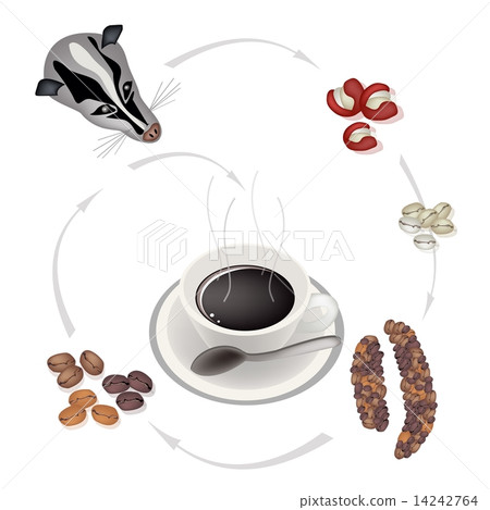 Smoking Hot Coffee with Civet Coffee Beans Smoking Hot Coffee with Civet Coffee Beans 14242764