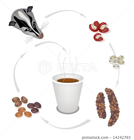 Hot Coffee in Disposable Cup with Civet Coffee Beans Hot Coffee in Disposable Cup with Civet Coffee Beans 14242765
