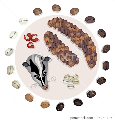 Different Roasted Coffee Bean with Civet Cat 14242787