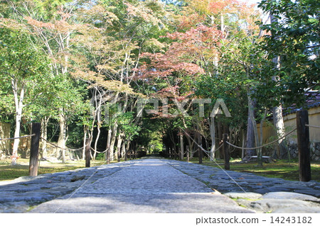 Shikaoin 14243182