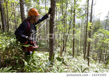 木材收穫 14243305