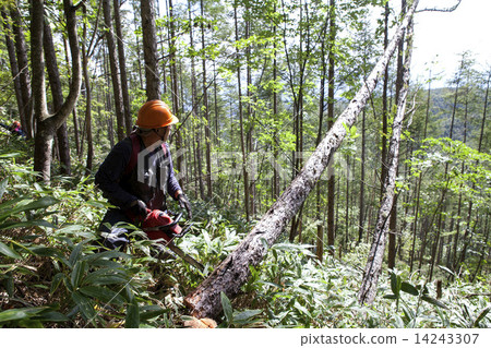 Timber harvest 14243307