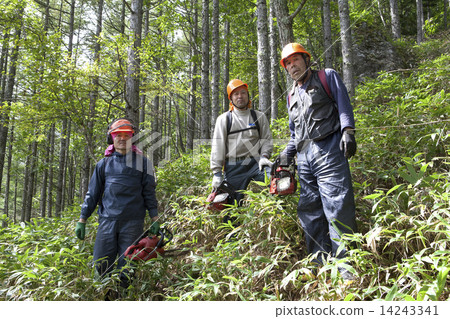 木材收穫 木材收穫 14243341