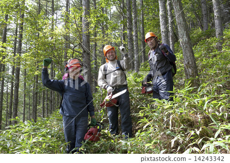 Timber harvest 14243342