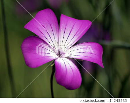 Mugi senneum 14243383