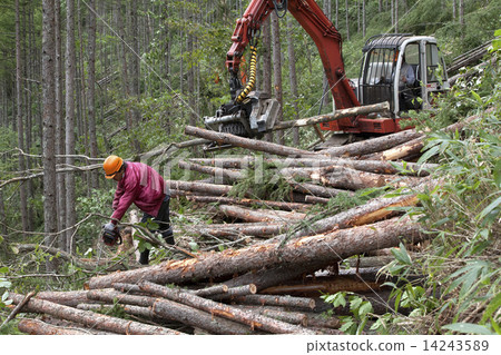 Timber harvest 14243589