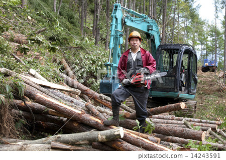 Timber harvest 14243591