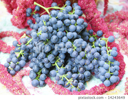 Bunches of grapes on a table decorated with red flowers Bunches of grapes on a table decorated with red flowers 14243649