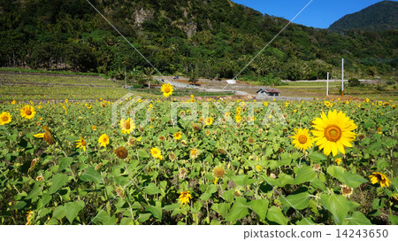 Sunflower field with sunny summer sky Sunflower field with sunny summer sky 14243650