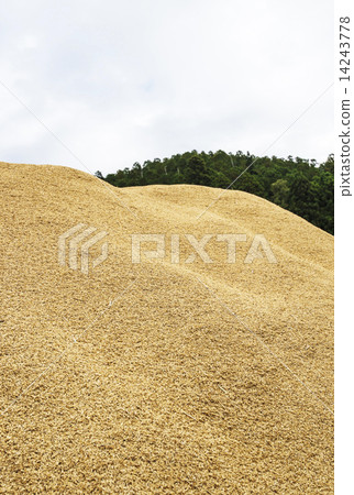 Rice husk rice cultivation image Rice husk rice cultivation image 14243778
