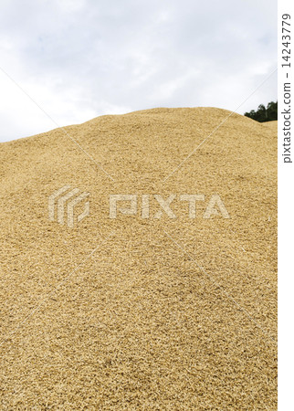 Rice husk rice cultivation image 14243779