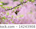 聚集在河津櫻花的Mekongo告訴春天 14243908