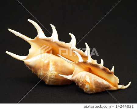 Seashells. 14244021
