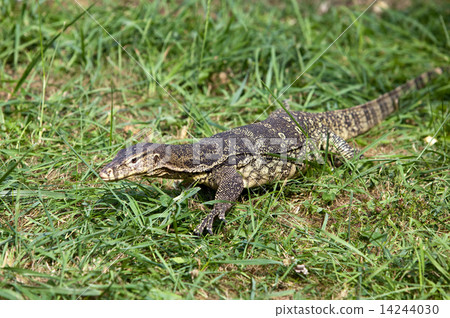 Huge monitor lizard 14244030