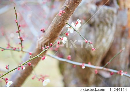 開始綻放的李子樹 14244134