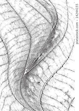 Leaf Overlay Texture Leaf Overlay Texture 14244155