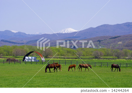 純種銀座春天 14244264