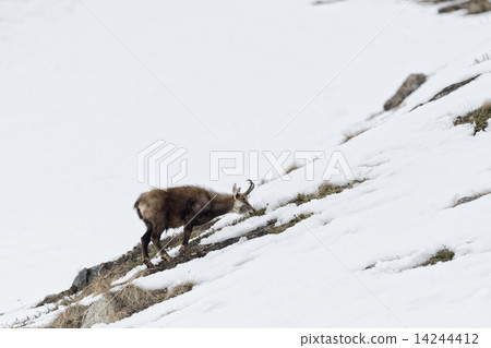 Chamois deer in the snow background 14244412