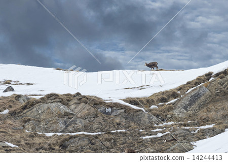 Chamois deer in the rocks background 14244413