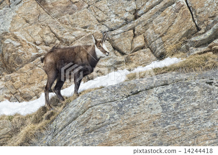 Chamois deer in the rocks background 14244418
