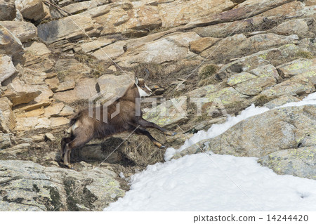 Chamois deer in the rocks background 14244420