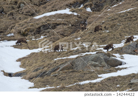 Chamois deer in the snow background 14244422