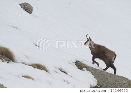Chamois deer in the snow background 14244423