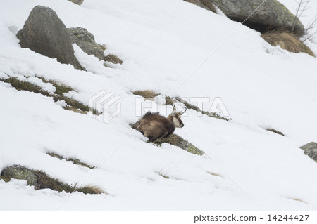 Chamois deer in the snow background 14244427