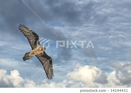 Lammergeyer ossifrage vulture buzzard 14244431