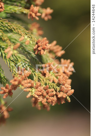 Cedar Flower Cedar Flower 14244648