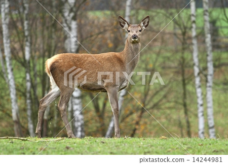 Young deer 14244981