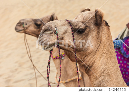 Camels in desert 14246533