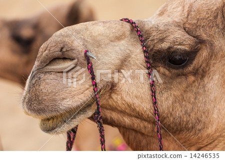Camels in desert Camels in desert 14246535
