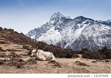 Yak and mountains Yak and mountains 14247089