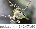 White-eye 14247160