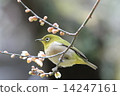 White-eye 14247161