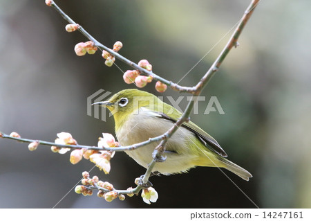 White-eye 14247161