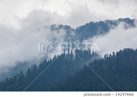 Trees in the fog Trees in the fog 14247666