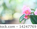茶花 14247769