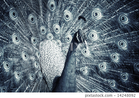 Closeup monochrome photo of wild Peacock with feathers out 14248092