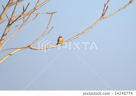 Mozz和死樹 Mozz和死樹 14248774