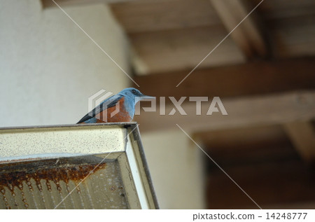 Isohiodori under the eaves 14248777