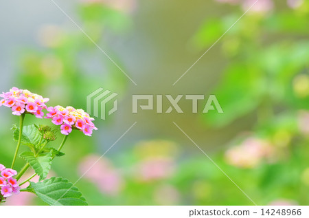 Lantana 14248966