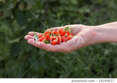 Agriculture, goji berry fruit 14249017