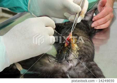 Veterinary, cat surgery 14249030