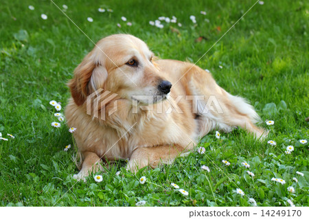 Beautiful dog labrador retriever 14249170