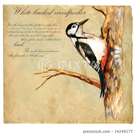 Hand painted illustration (vector), Woodpecker 14249177