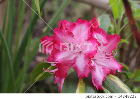 雜色的西部杜鵑花 14249222